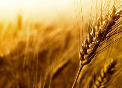 رشد بی سابقه نرخ گندم و خوراک دام و طیور در بازار های جهانی